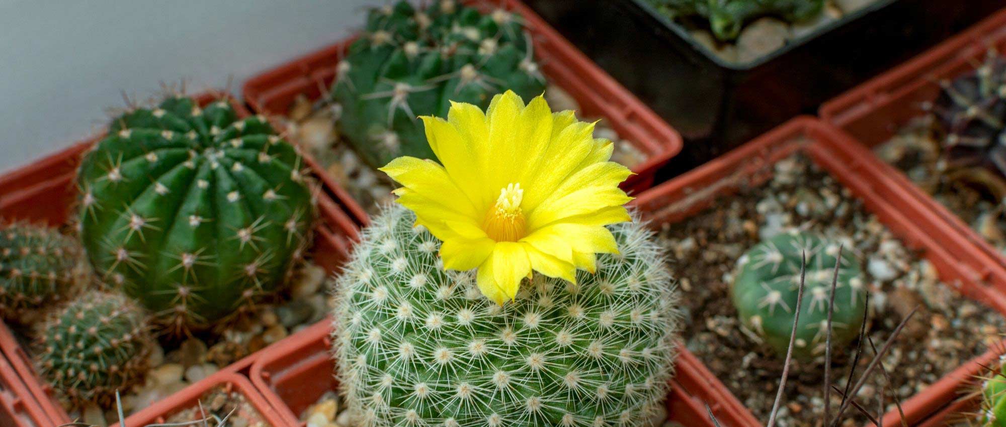 ¿Cómo plantar un cactus en maceta?