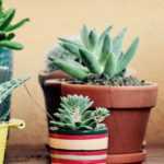 Cactus y plantas suculentas de interior: cultivar y cuidar