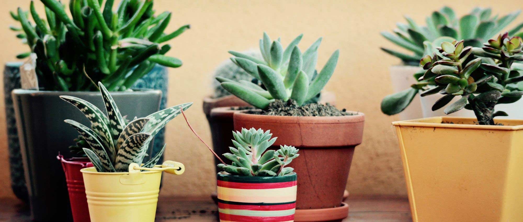 Cactus y plantas suculentas de interior: cultivar y cuidar