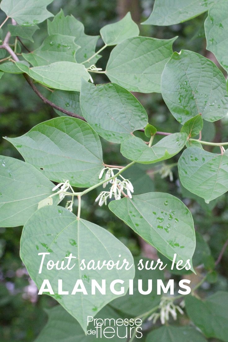 **Alangium: Todo lo que necesitas saber**

El **Alangium** es un género de plantas fascinante que pertenece a la familia **Cornaceae** (o **Alangiaceae**, según algunas clasificaciones). Este género incluye arbustos y árboles que se encuentran principalmente en regiones tropicales y subtropicales de Asia, África y Oceanía. Conocido por su belleza ornamental y sus usos tradicionales, el Alangium es una excelente opción para los amantes de las plantas exóticas.

### Características principales del Alangium
- **Hojas**: Las hojas del Alangium son generalmente alternas, simples y de forma ovalada o lanceolada. Su textura puede variar desde lisa hasta ligeramente pubescente.
- **Flores**: Las flores son pequeñas, tubulares y suelen aparecer en racimos. Su color varía entre blanco, amarillo y rosa pálido, dependiendo de la especie.
- **Frutos**: Los frutos son bayas pequeñas y carnosas, a menudo de color rojo o negro cuando maduran. Son apreciados por las aves y otros animales silvestres.
- **Corteza y madera**: La corteza y la madera de algunas especies tienen usos tradicionales en medicina y carpintería.

### Especies destacadas
1. **Alangium chinense**: Conocido por sus propiedades medicinales, esta especie es utilizada en la medicina tradicional china para tratar diversas dolencias.
2. **Alangium salvifolium**: También llamado "Sage-leaved Alangium", es apreciado por sus flores fragantes y su madera dura.
3. **Alangium platanifolium**: Destaca por sus hojas grandes y su aspecto ornamental, ideal para jardines.

### Cuidados del Alangium
- **Clima**: Prefiere climas cálidos y húmedos, aunque algunas especies pueden adaptarse a condiciones más templadas.
- **Suelo**: Necesita un suelo bien drenado, rico en materia orgánica y ligeramente ácido.
- **Riego**: Mantén el suelo húmedo, pero evita el encharcamiento.
- **Luz**: Prospera mejor en lugares con luz solar parcial o filtrada.
- **Poda**: La poda regular ayuda a mantener su forma y estimula un crecimiento saludable.

### Usos del Alangium
- **Jardinería**: Es una planta ornamental popular por su follaje atractivo y sus flores delicadas.
- **Medicina tradicional**: Algunas especies se utilizan en remedios naturales para tratar problemas digestivos, inflamaciones y dolores.
- **Madera**: La madera de ciertas especies es valorada en carpintería y ebanistería.

### Curiosidades
- En algunas culturas, el Alangium se considera una planta sagrada y se utiliza en rituales.
- Sus frutos son una fuente de alimento para la fauna local, lo que lo convierte en una excelente opción para jardines ecológicos.

Si buscas una planta exótica y versátil para tu jardín, el **Alangium** es una elección perfecta. ¡Anímate a cultivarlo y disfruta de su belleza y beneficios! ????