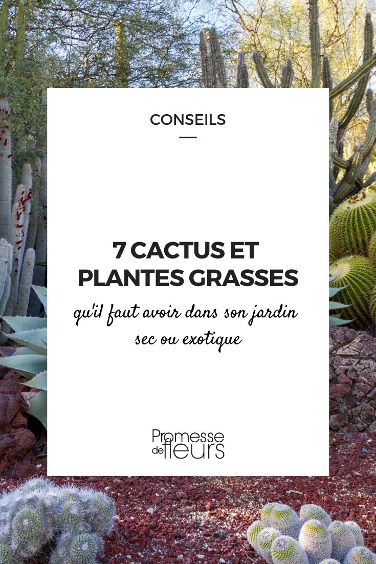 7 cactus y suculentas imprescindibles