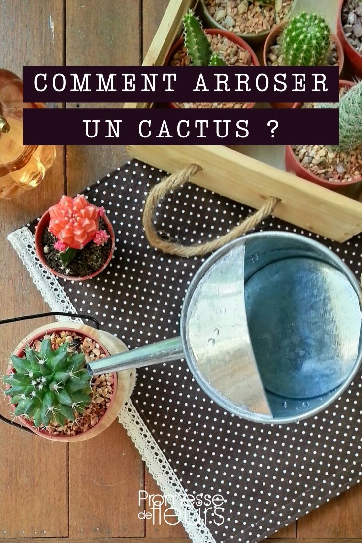 cactus: ¿cómo regar correctamente?