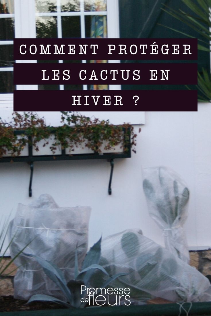 proteger un cactus en invierno