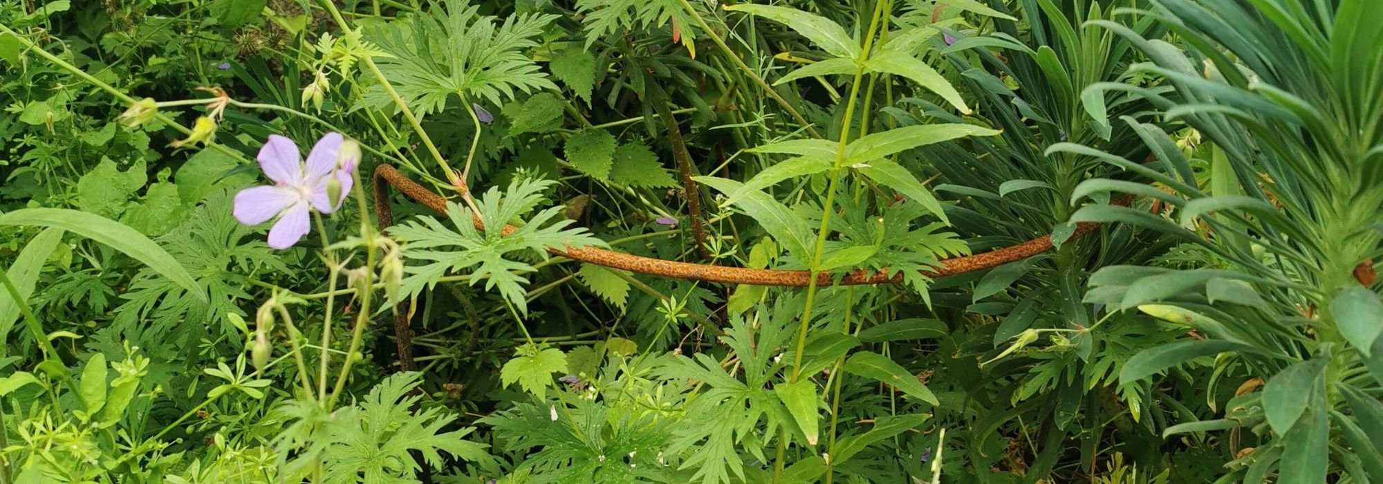 ¿Cómo rodrigar una planta vivácea?