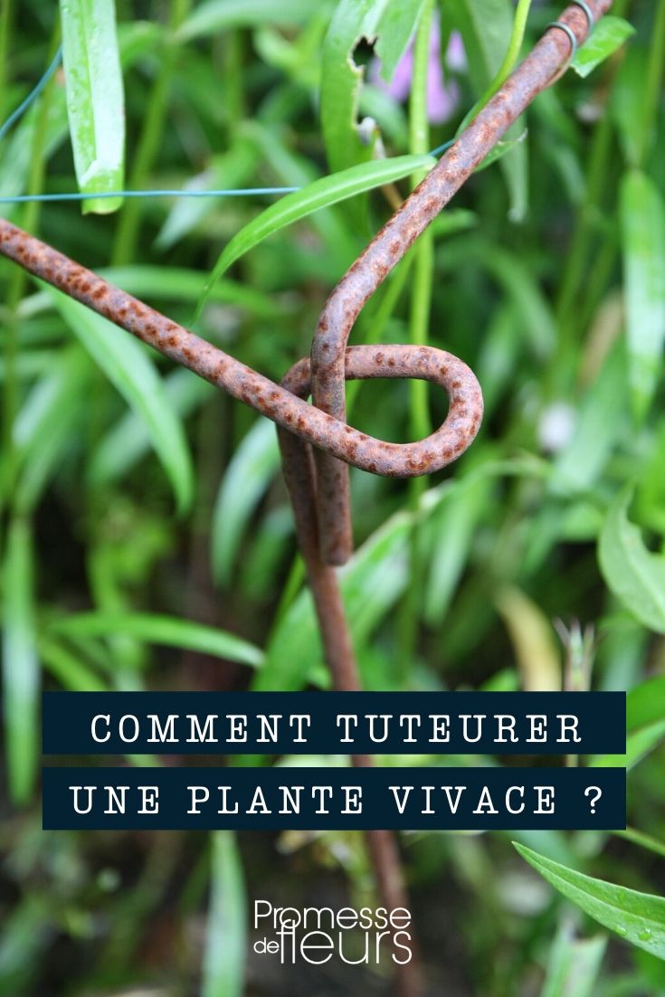tutorado de plantas vivaces