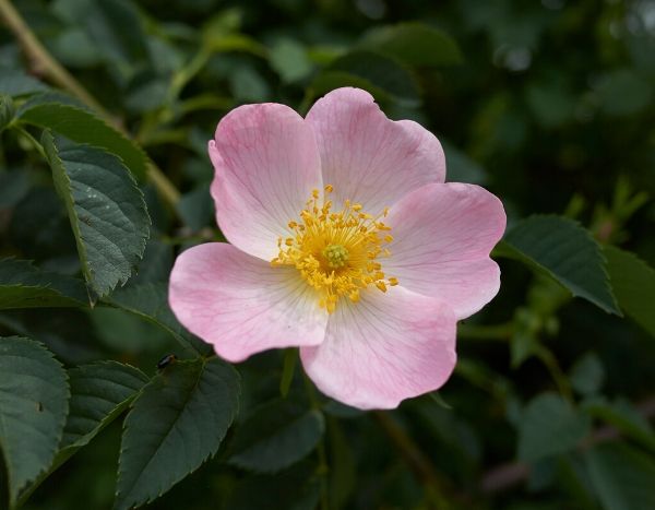 ¡Ayuda, mi rosal se está degenerando!