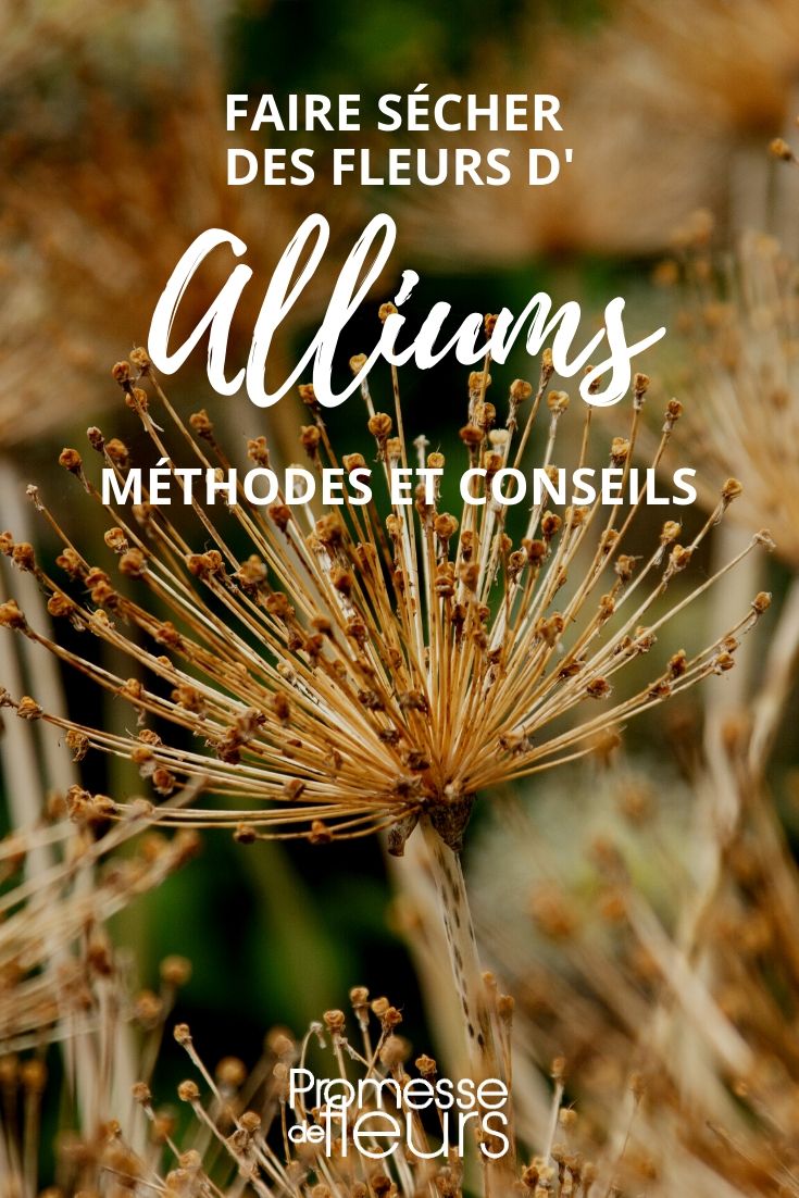 ¿Cómo secar alliums? Nuestros consejos