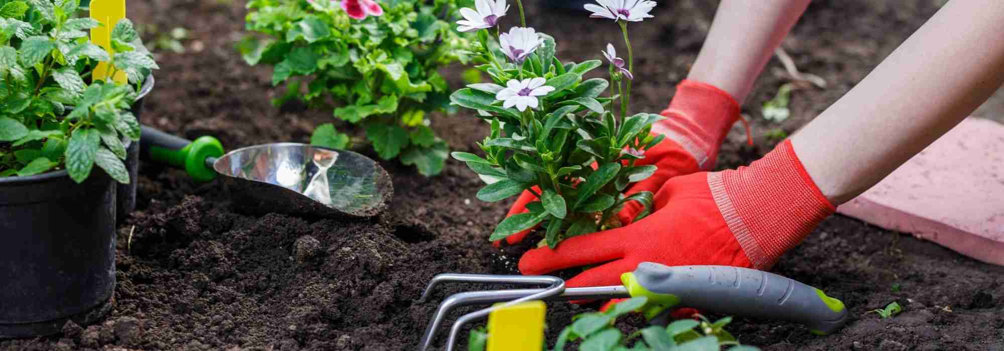 Jardinería: ¿cómo evitar accidentes?