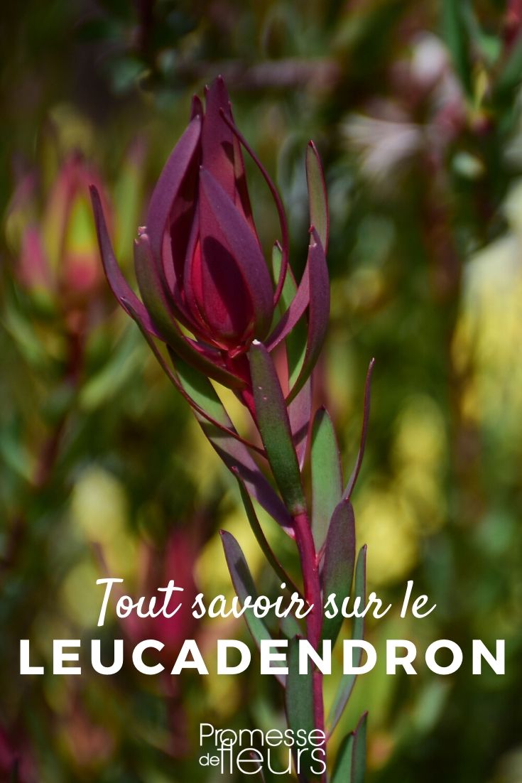 **Leucadendron: Todo lo que necesitas saber**

El **Leucadendron**, también conocido como "conebush" o "arbusto de cono", es una planta originaria de Sudáfrica que destaca por su belleza y versatilidad en el jardín. Con sus llamativas brácteas de colores y su follaje perenne, es una excelente opción para añadir un toque exótico y vibrante a tu espacio exterior. Aquí te contamos todo lo que necesitas saber sobre esta fascinante planta.

### Características del Leucadendron
- **Follaje**: Sus hojas son perennes, lo que significa que mantienen su color durante todo el año.
- **Brácteas**: Las brácteas, que a menudo se confunden con flores, son en realidad hojas modificadas que rodean las verdaderas flores. Estas brácteas pueden ser de colores vivos como rojo, amarillo, naranja o rosa.
- **Tamaño**: Dependiendo de la variedad, el Leucadendron puede crecer desde 1 metro hasta más de 3 metros de altura.
- **Resistencia**: Es una planta resistente que se adapta bien a climas secos y suelos pobres.

### Cuidados del Leucadendron
1. **Luz**: Necesita pleno sol para desarrollarse correctamente y mostrar sus colores más vibrantes.
2. **Suelo**: Prefiere suelos bien drenados y ligeramente ácidos. Evita los suelos encharcados.
3. **Riego**: Una vez establecido, el Leucadendron es tolerante a la sequía. Riega moderadamente, especialmente durante los primeros años.
4. **Poda**: Poda ligeramente después de la floración para mantener su forma y estimular un crecimiento más denso.
5. **Fertilización**: Aplica un fertilizante bajo en fósforo durante la primavera para favorecer su crecimiento.

### Usos en el jardín
- **Setos y borduras**: Gracias a su follaje denso, es ideal para crear setos decorativos.
- **Flor cortada**: Las brácteas del Leucadendron son muy apreciadas en arreglos florales por su durabilidad.
- **Jardines mediterráneos**: Su resistencia a la sequía lo convierte en una opción perfecta para este tipo de jardines.

### Variedades populares
- **Leucadendron 'Safari Sunset'**: Con brácteas rojas y naranjas, es una de las variedades más populares.
- **Leucadendron 'Inca Gold'**: Destaca por sus brácteas amarillas doradas.
- **Leucadendron 'Red Devil'**: Con brácteas rojas intensas, es ideal para añadir un toque dramático al jardín.

El Leucadendron es una planta fascinante que combina belleza y resistencia. Si buscas una opción llamativa y de bajo mantenimiento para tu jardín, ¡esta es una excelente elección! ????