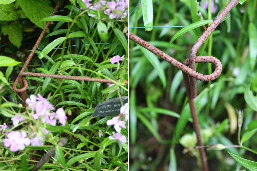 tutoraje de plantas vivaces