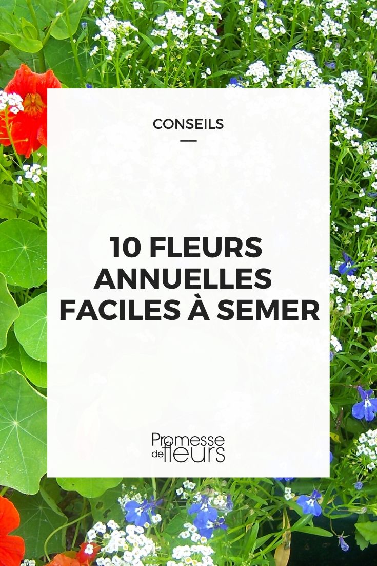 10 flores anuales fáciles de sembrar