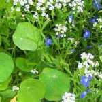 10 flores anuales fáciles de sembrar