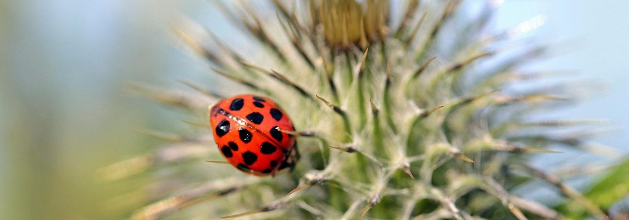Control biológico en el jardín y en el huerto: los insectos auxiliares