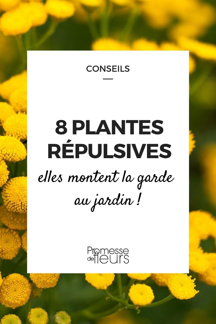 8 plantas repelentes