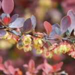 7 arbustos muy resistentes para jardineros principiantes