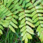 Las osmundas: plantar, cultivar y cuidar