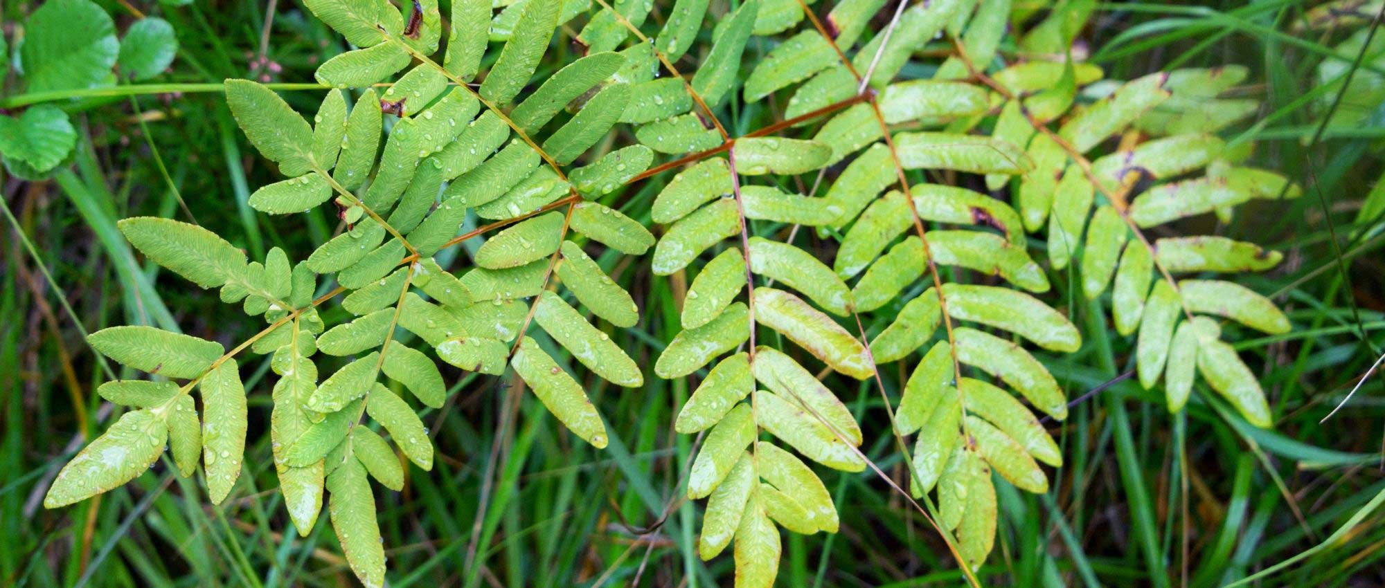 Las osmundas: plantar, cultivar y cuidar