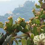 ¿Cómo plantar cactus en el jardín?