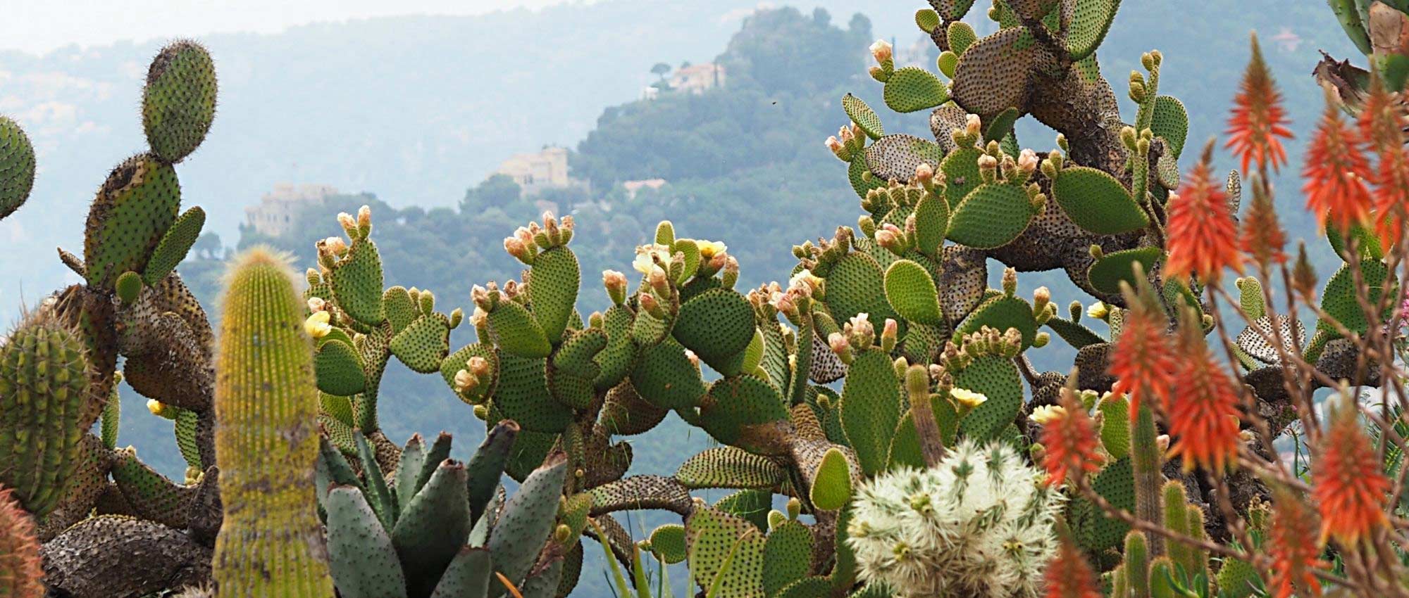 ¿Cómo plantar cactus en el jardín?