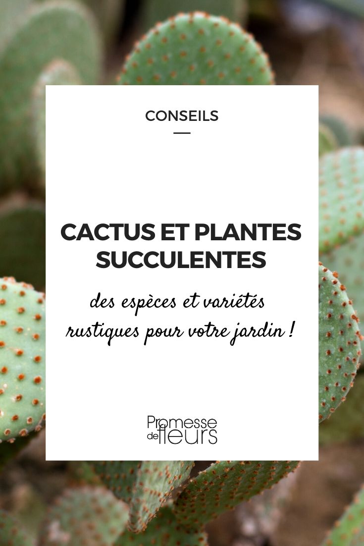 Cactus y plantas suculentas para el jardín