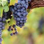 Hacer esquejes de vid: ¿cómo tener éxito con tus esquejes?