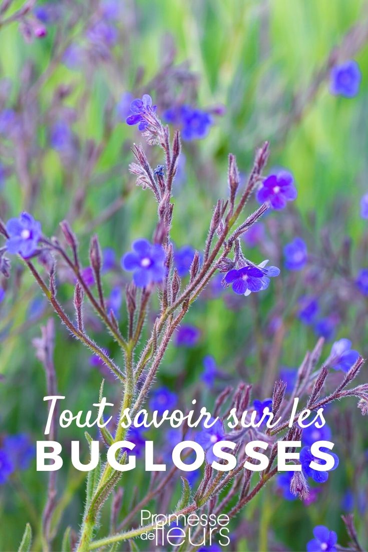 Buglosa, anchusa: plantar, cultivar