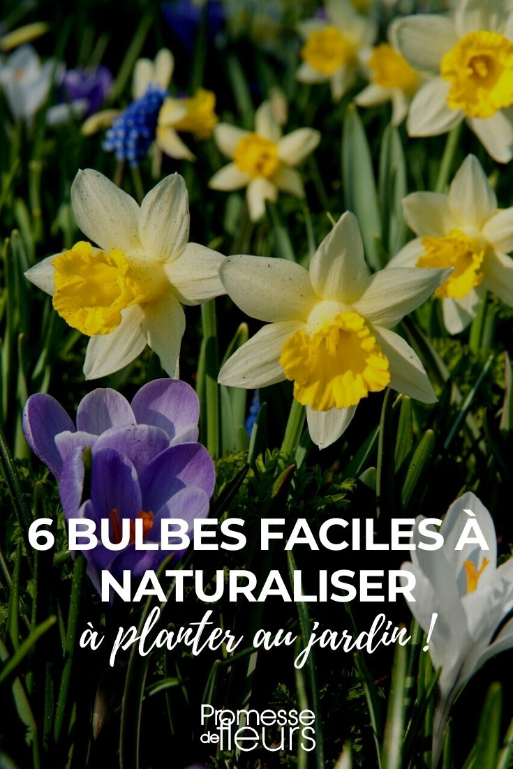 Nuestra selección de 6 bulbos fáciles de naturalizar en el jardín