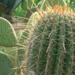 ¿Qué cactus y plantas crasas elegir para mi jardín?