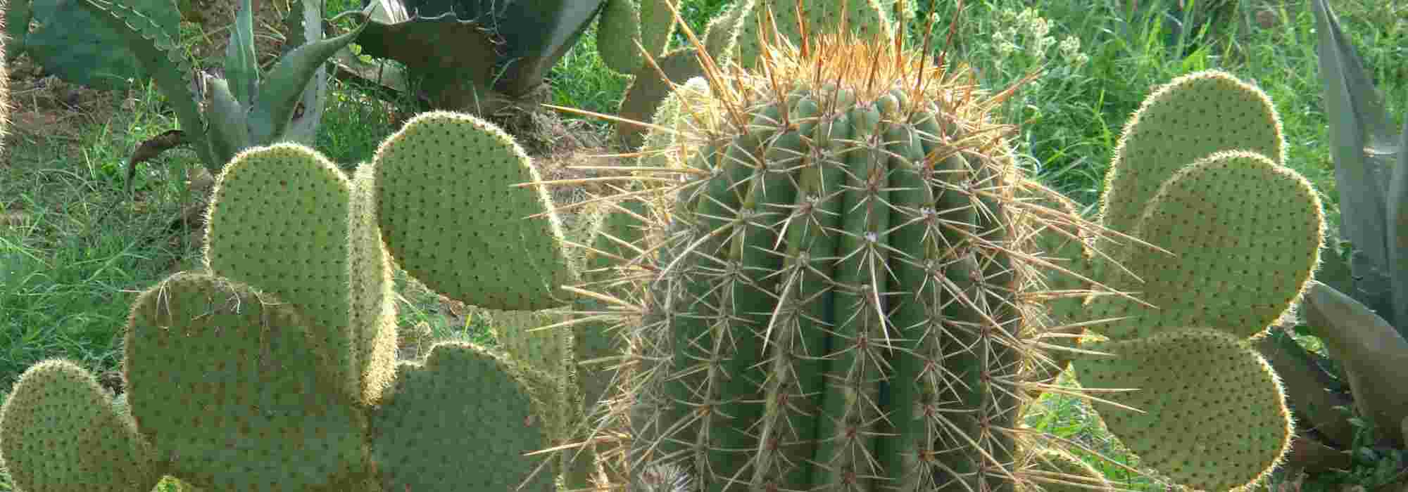 ¿Qué cactus y plantas crasas elegir para mi jardín?