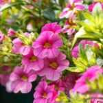 Bellas suspensiones de flores