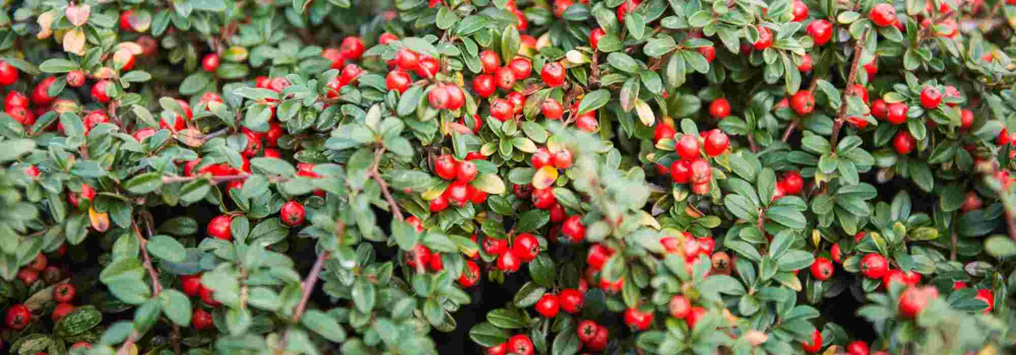 Cotoneaster: ¿cuál elegir?