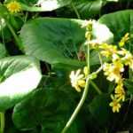 Farfugium japonicum: plantar, cultivar y cuidar