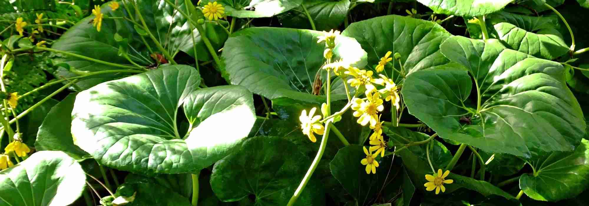 Farfugium japonicum: plantar, cultivar y cuidar