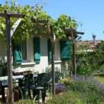 Sombra en la terraza: ¿qué plantas elegir?