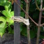 ¿Hay que rodrigar los árboles?