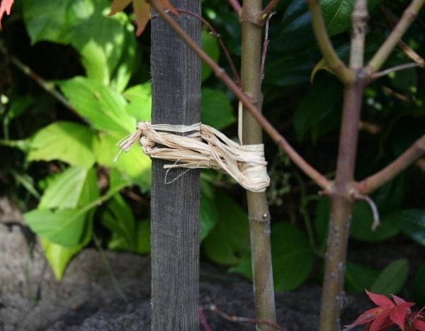 ¿Hay que rodrigar los árboles?