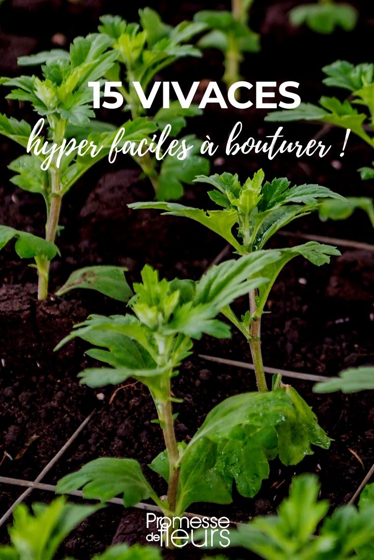 Nuestra selección de 15 plantas perennes muy fáciles de esquejar