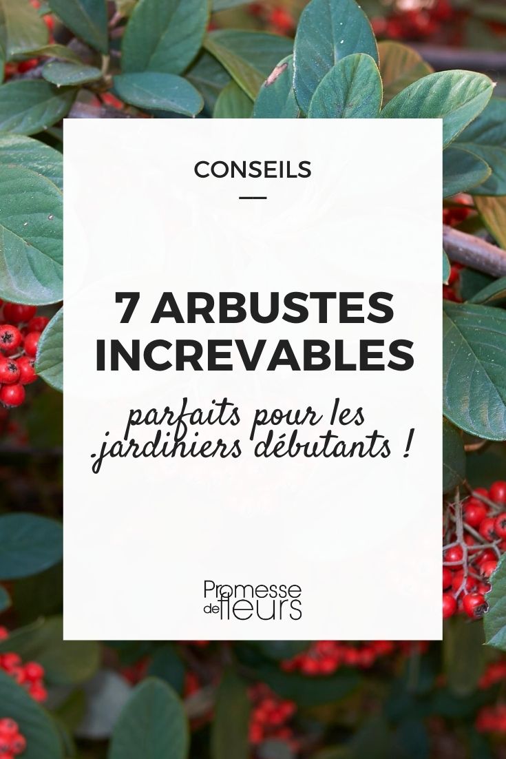7 arbustos indestructibles para principiantes