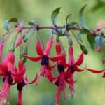 15 arbustos fáciles de esquejar