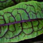 Acedera: plantar, cultivar, cosechar