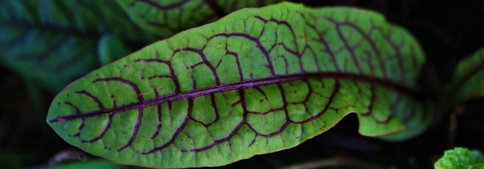 Acedera: plantar, cultivar, cosechar