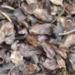 Acolchado decorativo: ¡aporta estilo al jardín!