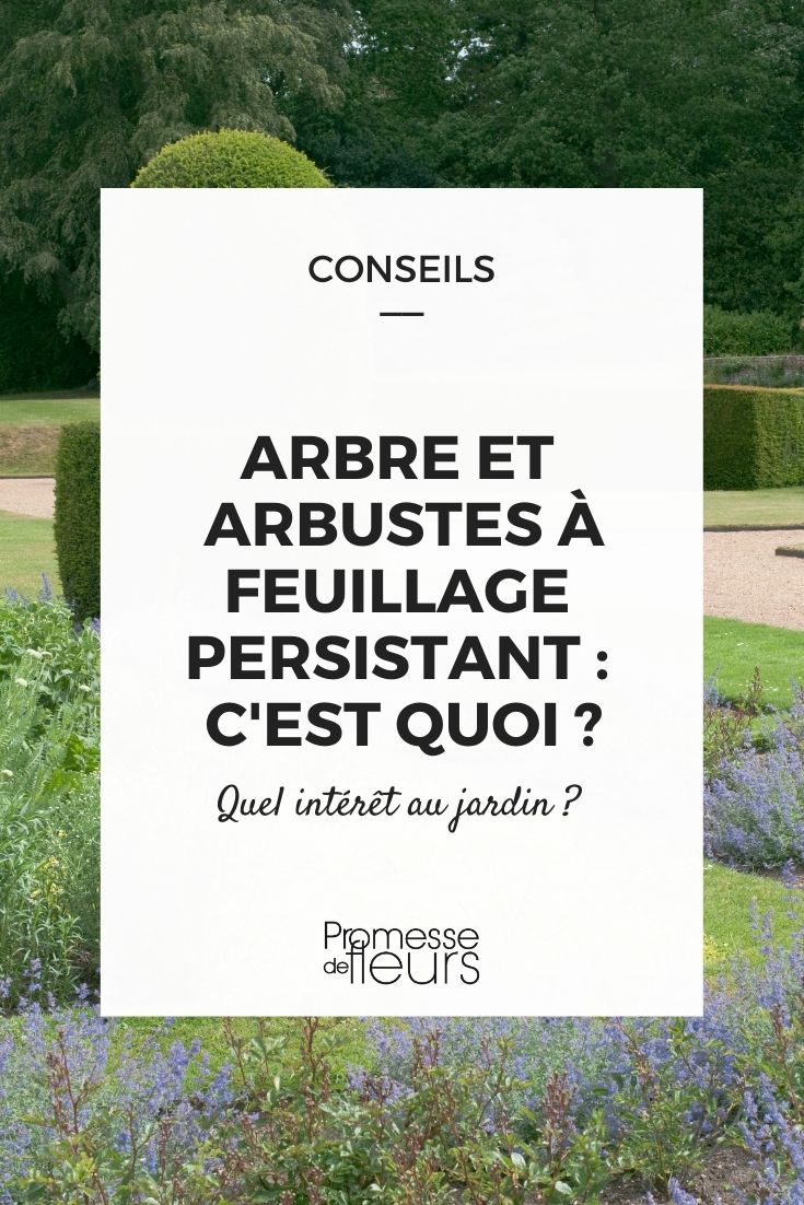 árbol arbusto perenne