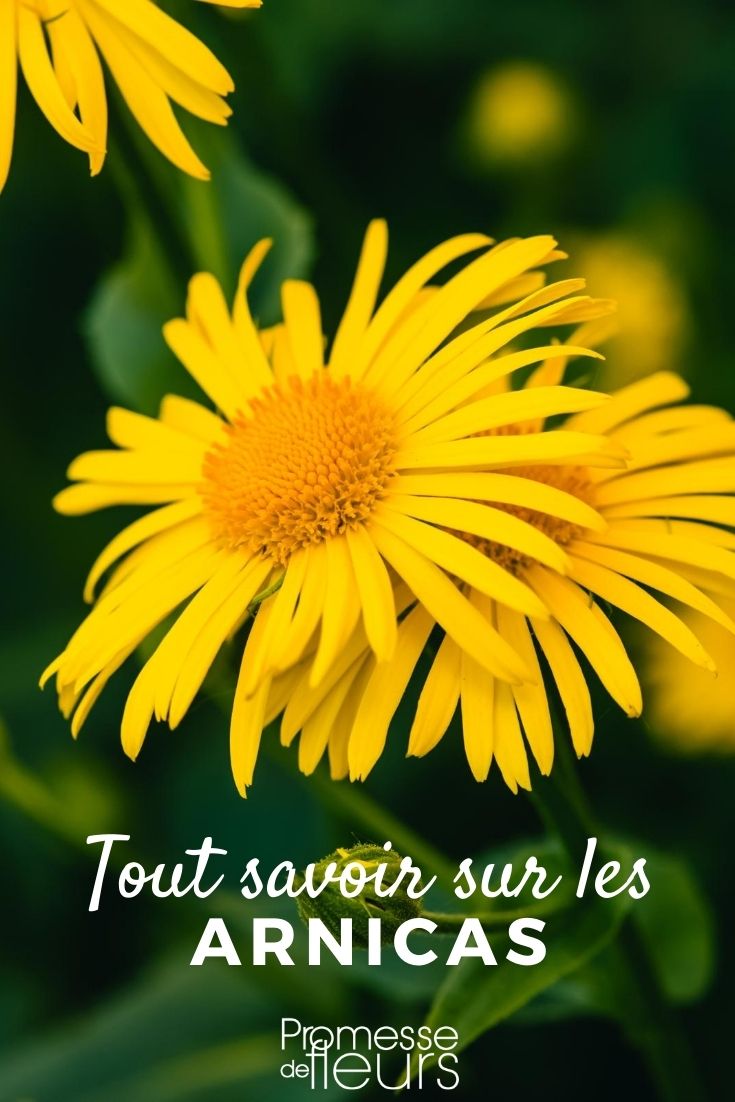 Árnica: cultivo, siembra y beneficios