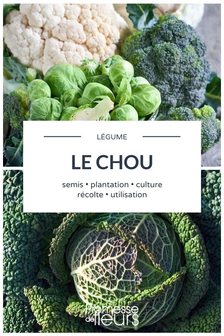 **Col: Todo lo que necesitas saber**

El col es una hortaliza versátil y nutritiva que ha sido cultivada durante siglos. Pertenece a la familia de las crucíferas, junto con el brócoli, la coliflor y las coles de Bruselas. Existen diversas variedades de col, cada una con sus propias características y usos culinarios. En este artículo, te contamos todo lo que necesitas saber sobre el col, desde su cultivo hasta sus beneficios para la salud.

### Variedades de col

1. **Col verde**: La variedad más común, con hojas verdes y compactas.
2. **Col morada**: Con hojas de color púrpura intenso, ideal para ensaladas y platos decorativos.
3. **Col de Saboya**: Con hojas rizadas y textura más suave, perfecta para cocinar.
4. **Col china**: De forma alargada y hojas más finas, muy utilizada en la cocina asiática.

### Cultivo del col

El col es una planta resistente que se adapta bien a diferentes climas, aunque prefiere los suelos fértiles y bien drenados. Aquí tienes algunos consejos para su cultivo:

- **Siembra**: Puedes sembrar las semillas directamente en el suelo o en semilleros. La época ideal para sembrar es a principios de primavera o finales de verano.
- **Riego**: Mantén el suelo húmedo, pero evita el encharcamiento.
- **Cosecha**: Dependiendo de la variedad, el col estará listo para cosechar entre 60 y 120 días después de la siembra.

### Beneficios para la salud

El col es una fuente rica en vitaminas y minerales, especialmente vitamina C, vitamina K y fibra. Además, contiene antioxidantes que ayudan a combatir los radicales libres y a reducir la inflamación. Algunos de sus beneficios incluyen:

- **Mejora la digestión**: Gracias a su alto contenido en fibra.
- **Refuerza el sistema inmunológico**: Por su aporte de vitamina C.
- **Protege el corazón**: Los antioxidantes ayudan a reducir el colesterol y a mejorar la salud cardiovascular.

### Usos culinarios

El col es un ingrediente versátil que puedes utilizar en una gran variedad de platos:

- **Ensaladas**: El col crudo es perfecto para ensaladas frescas y crujientes.
- **Cocido**: Puedes cocinarlo al vapor, salteado o en sopas.
- **Fermentado**: El col es el ingrediente principal del chucrut, un plato tradicional alemán.

### Conclusión

El col es una hortaliza fácil de cultivar y llena de beneficios para la salud. Ya sea que lo prefieras crudo, cocido o fermentado, el col es una excelente adición a tu dieta. ¡Anímate a cultivarlo en tu huerto y a disfrutar de sus múltiples usos en la cocina!