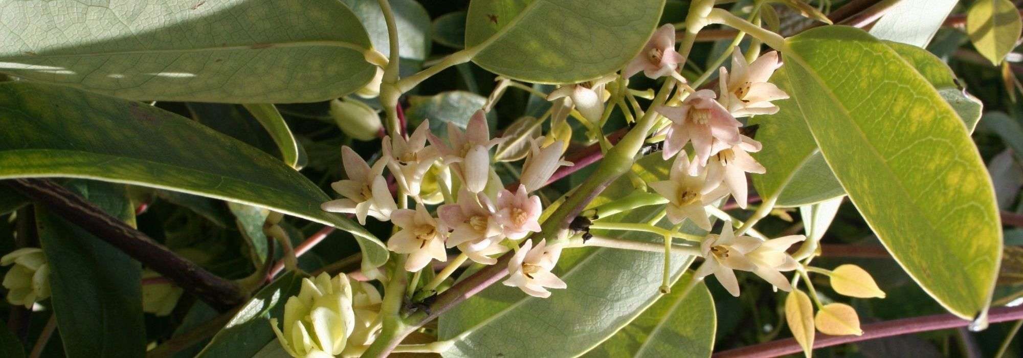 Holboellia (Goufla, Salchicha China Blue): plantación, cultivo y cuidados