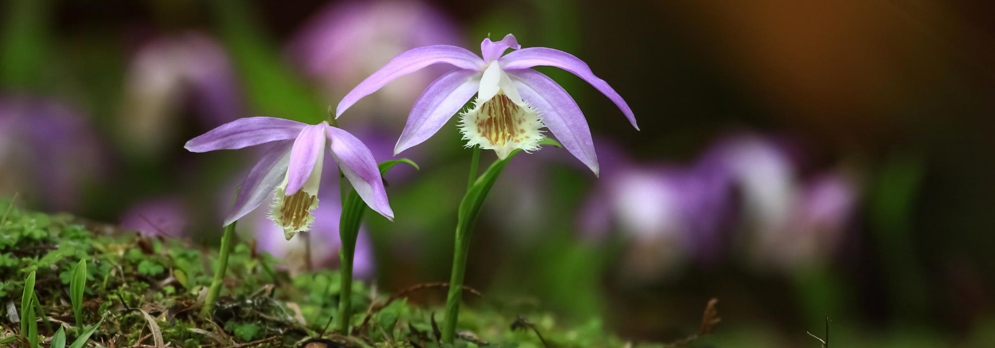 Pleione: plantar, cultivar y cuidar