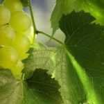 Enrejado de la vid contra un muro