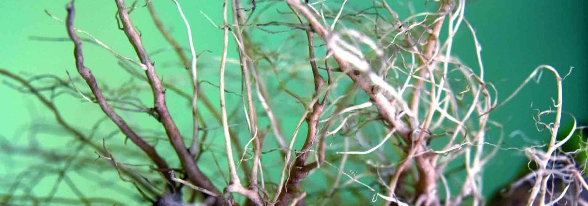 Diferentes tipos de sistemas de raíces