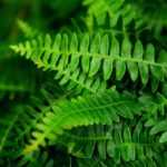 Blechnum: plantar, cultivar y cuidar